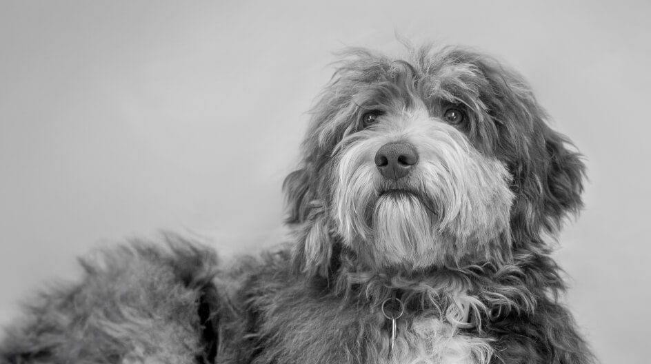 Porträt von Therapiehund Herrn Feldmann